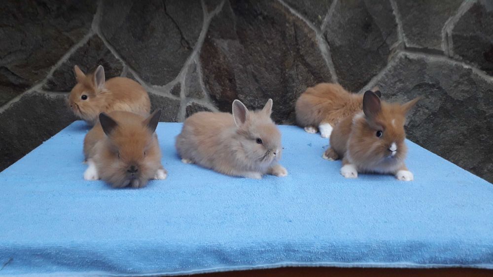 Кролики карликові, декоративні кролики.