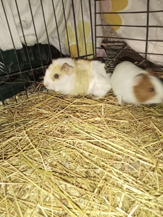 Garnizas Nagasaki e seramas