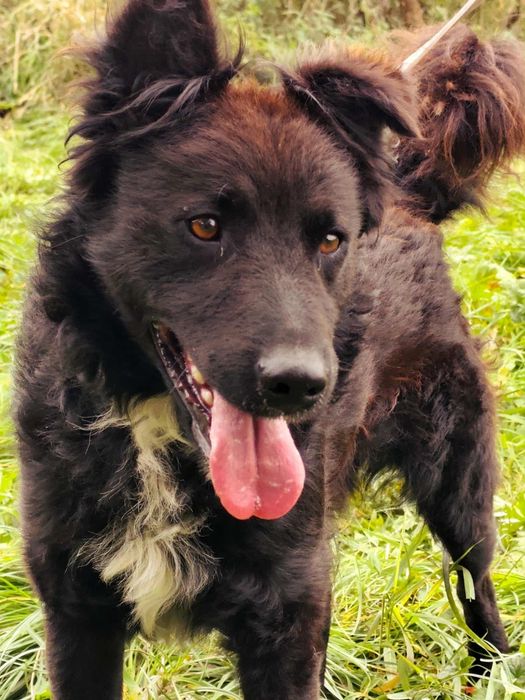 Oddam Pieska Samiec Za darmo