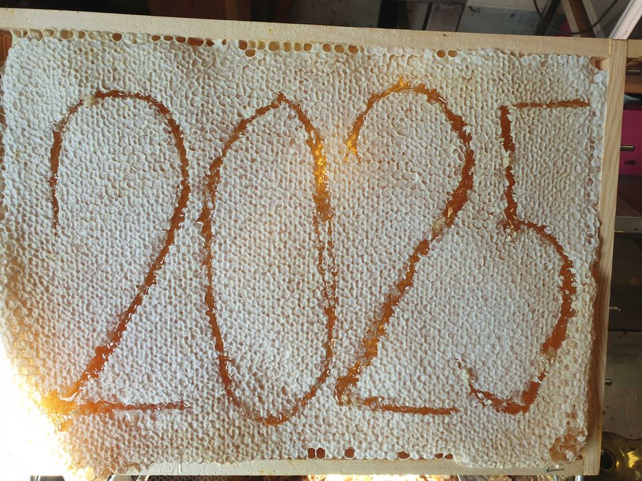 Miód rzepakowy 1,2kg