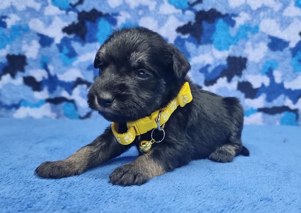 Цуцення цвергшнауцера