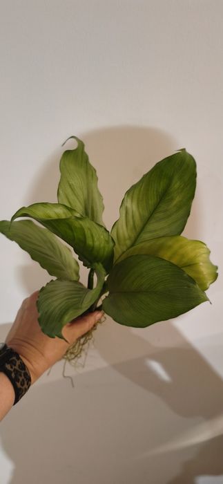 Spathiphyllum blandum split milk