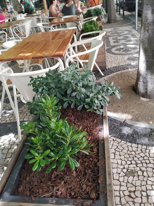 Jardinagem e manutenção