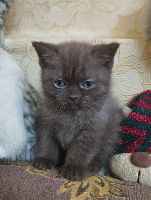 Шотландський шоколадного окрасу котик
