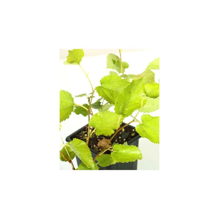 amoreira plantas novas