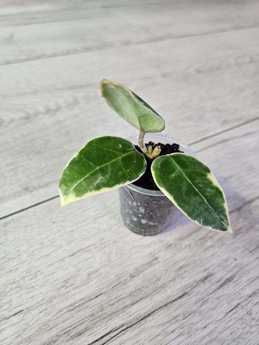 Hoya Anjuk Ladang albomarginata