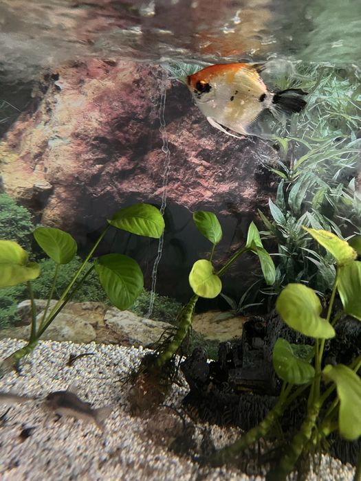 Pterophyllum scalare