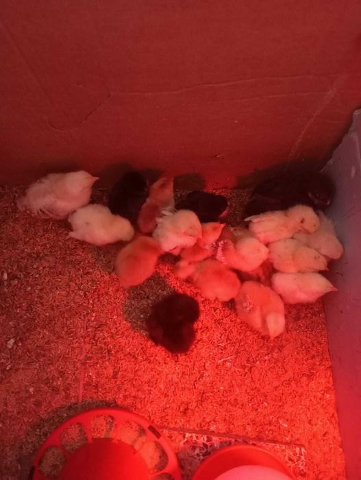 Vendo Pintos - a partir de 2,50€