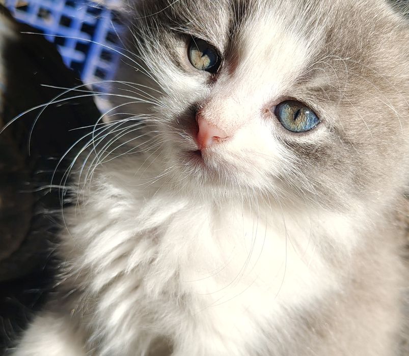 Віддам котенят в добрі руки (5 місять)