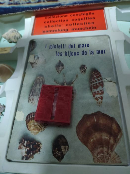 Coleção de Conchas e Búzios