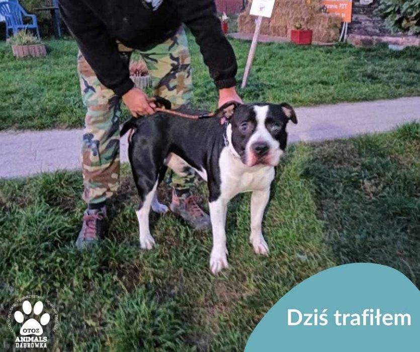 Znaleziono psa w typie pitbulla