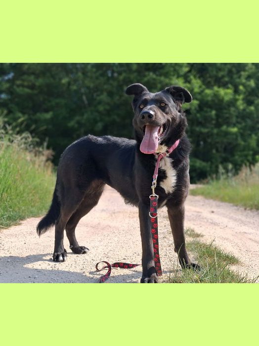1,5 roczna, 25 kg, Tara, adopcja za darmo oddam
