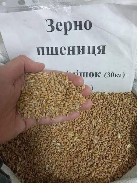 Пшениця ячмінь цукор