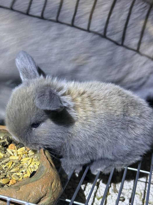 Vendo Coelhos belier