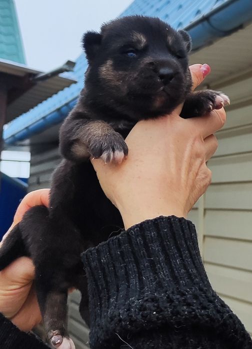 Рудий, шоколад,чорний