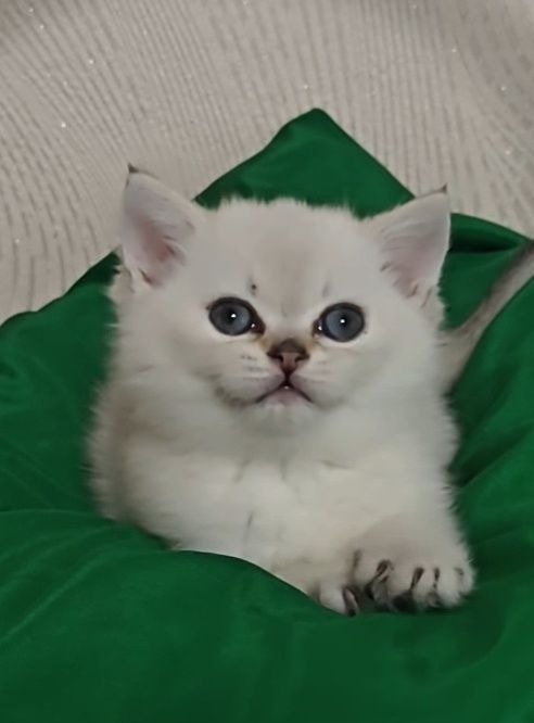 Блакитноокий котик золота шиншила