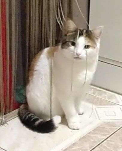 Пропала кошка трёхцветная, Одесса, центр. Базарная