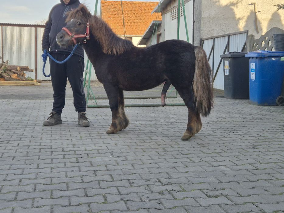 Sprzedam kuca szetlanda ogierek