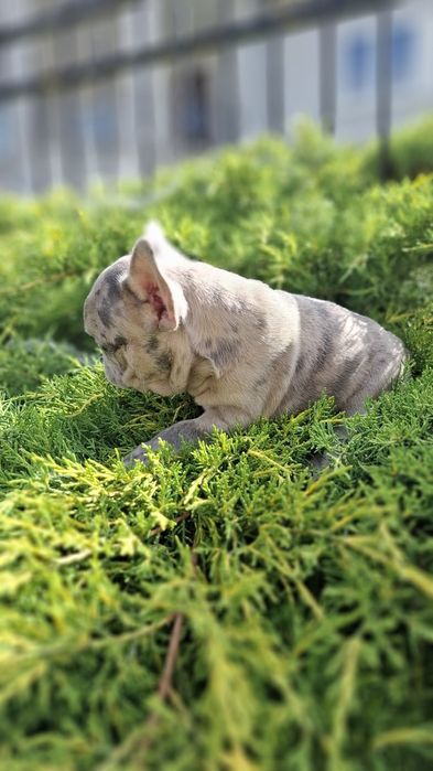 Крутезні карапузики французики!!!