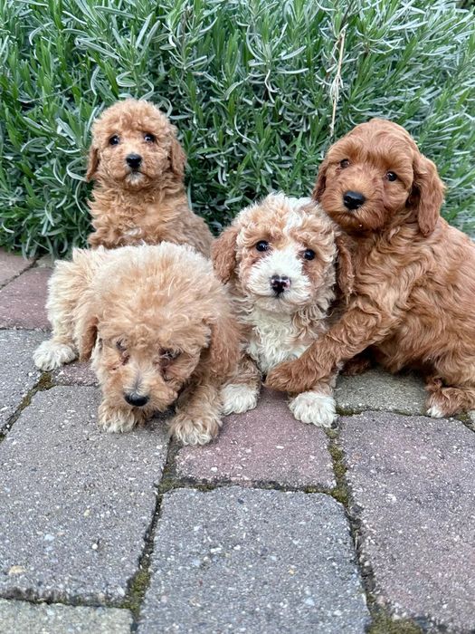 Maltipoo suczka gotowa
