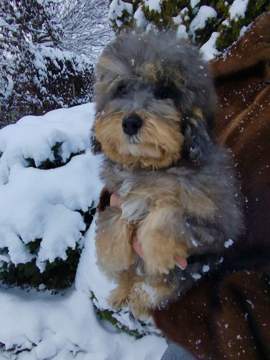 Невероятная МИНИ девочка Мальтипу Ф2