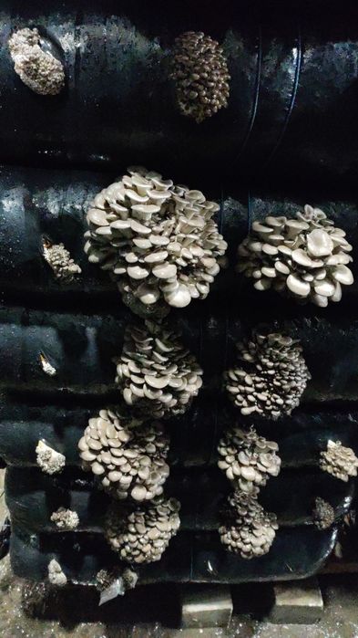 Мицелий вешенки м-8 зимний.