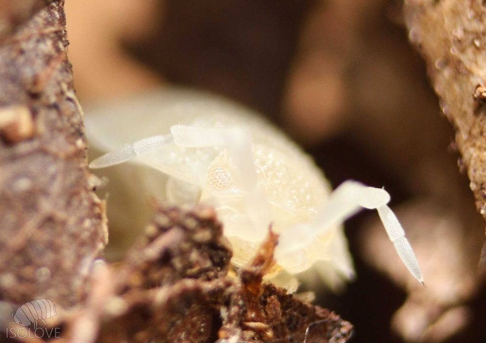 Porcellio scaber "white out", białe (bezbarwne), prosionek szorstki, isopoda, równonogi