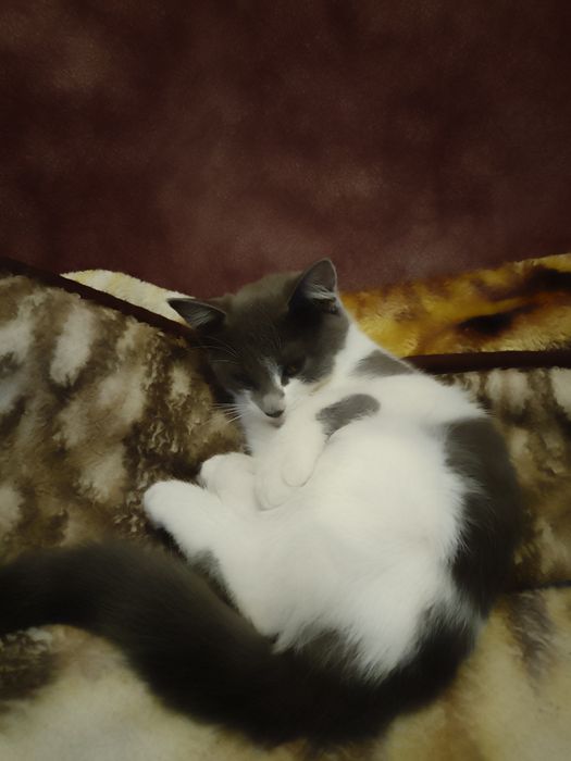 кошечки бесплатно