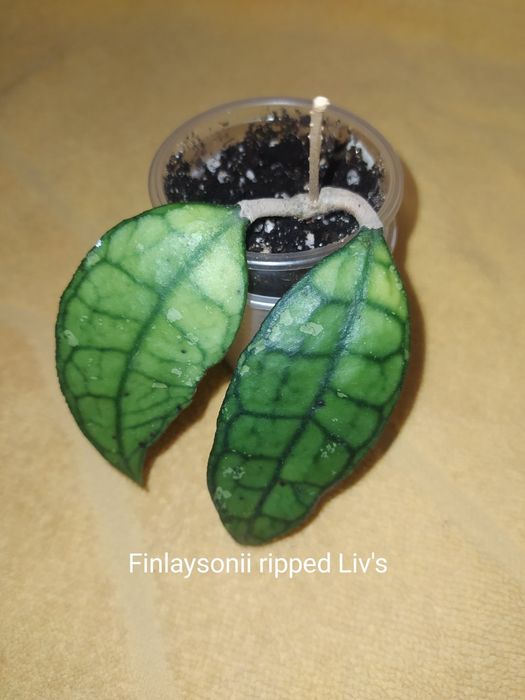 Хойї,пот офголд,сабах б'юті,фінлайсоніі,віллоза, інші ..