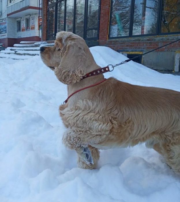 В‘язка Амереканського кокер спаніеля