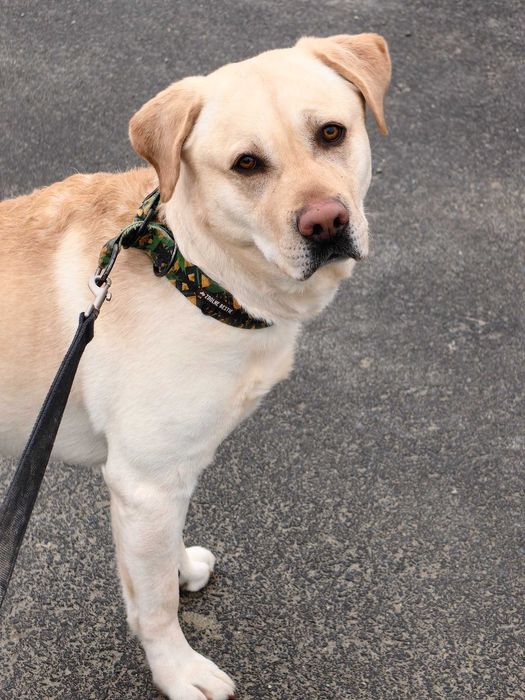 Bazyl - młody labrador