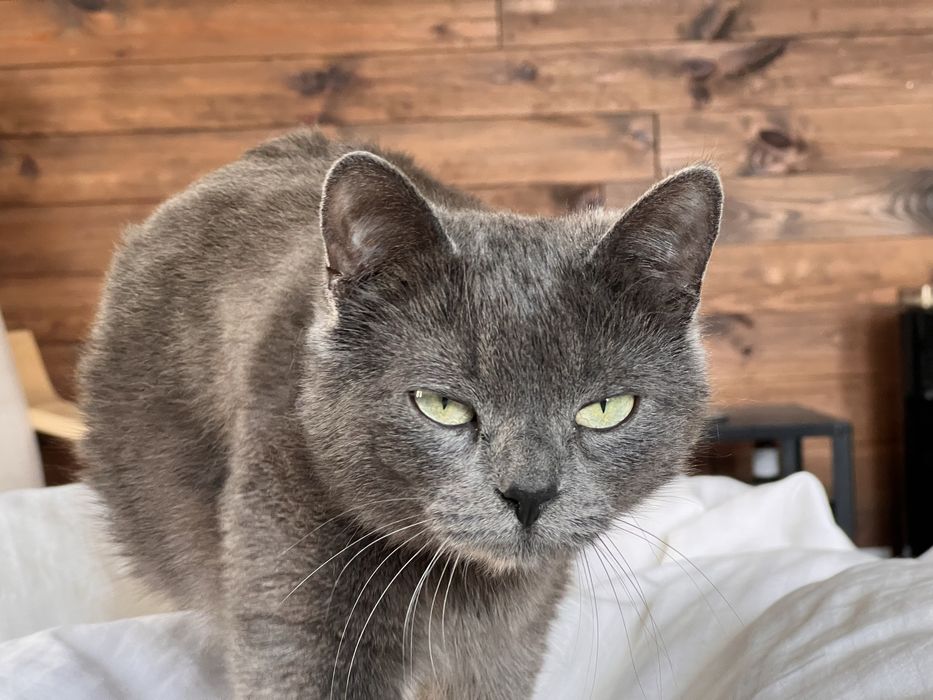 Котята тифанни ( кошка русская голубая , кот- шантильи-тифанни)