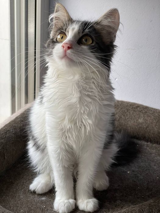 Кошеня Майра в добрі руки