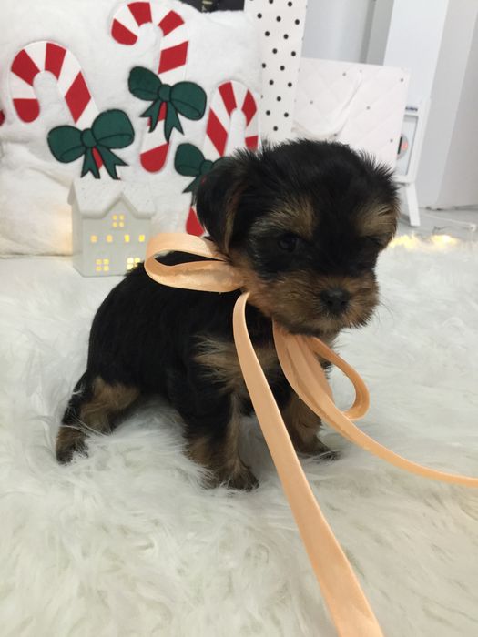 VIP Йорки — Маленькі моделі для обіймів