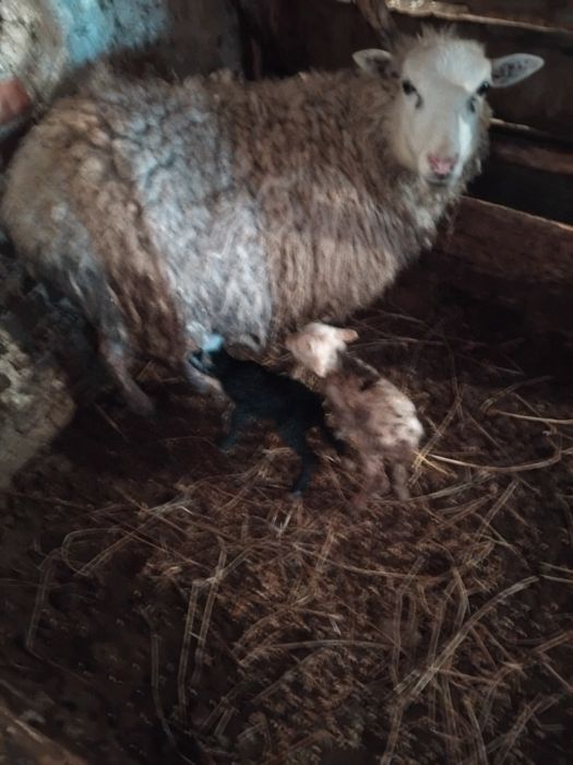 Продам овець романівських