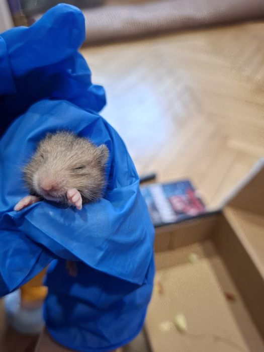 Prawdziwe Chomik syryjski młode domowe