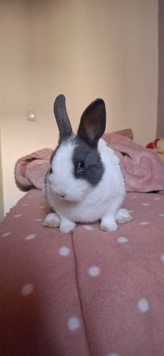 COELHO ANÃO macho e gaiola