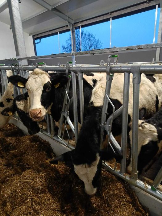 Bramy przepędowe, drabiny paszowe, agrafki, obejmy, wyposażenie obory