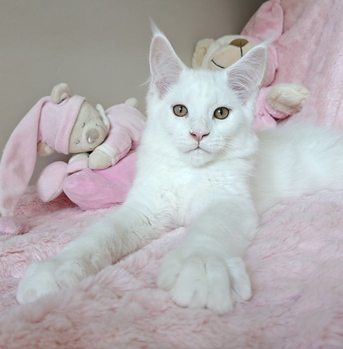 WIBO biały kocurek Maine Coon