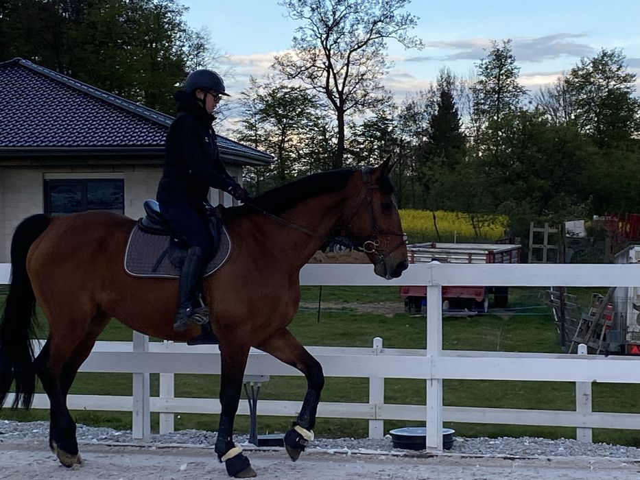 Koń do współdzierżawy