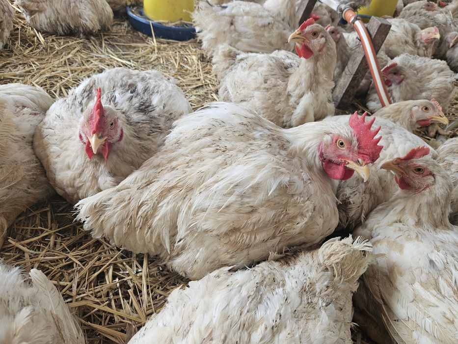 Продам бройлерів