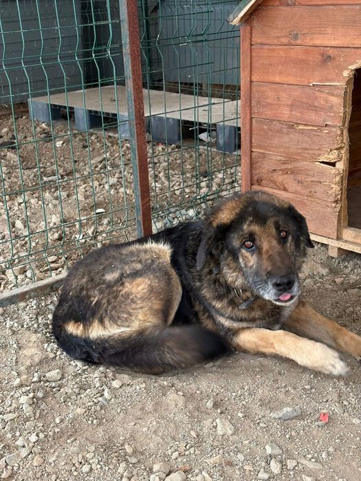 Dzielny, proludzki psiak szuka domu