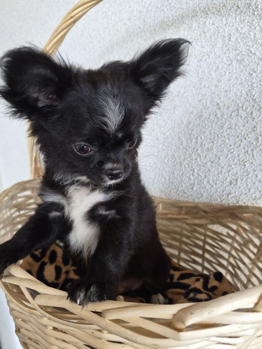 Chihiahua szczeniak długowłosy !