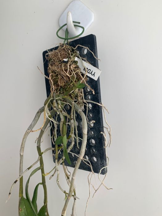 Орхідея Dendrobium Flexicaule дорослий