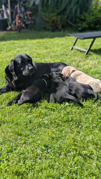 Labrador retriever suczka z rodowodem GOTOWA DO ODBIORU