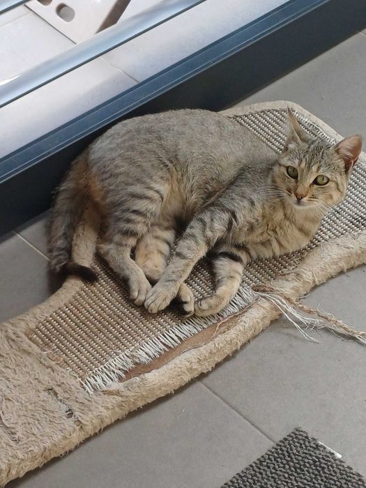 Gatinhas para adoção responsável