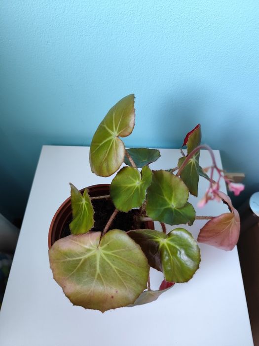 Begónia em vaso de 13 cm