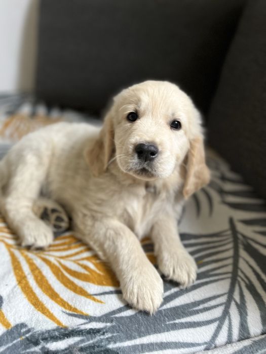 Golden Retriever gotowe do zmiany domu! – CherryAnna UK – ur. 06.04.2026 FCI