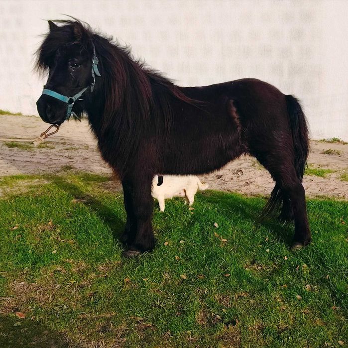 Pónei fêmea muito bonita