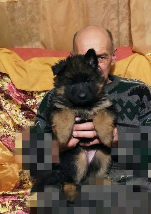 Щенки нем овчарки